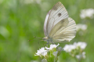 Be alert to the butterfly effect