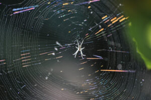 Web of intrigue in the wine industry