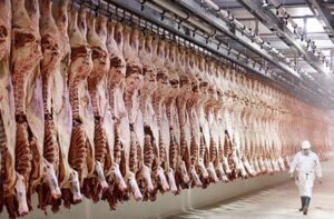 Cattle slaughter rates continue to rise
