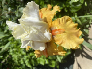 Chasing holiest grail of floral fantasy