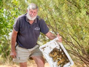 We need sanity for bees on the border