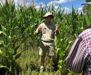 Corn silage provides cost-effective fodder