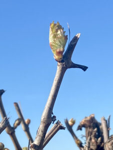 Pruning all done