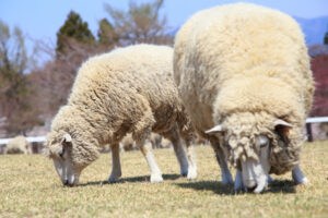 De-fleece still de go in biological shearing