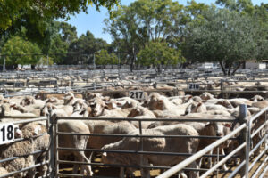 Quality the influence as lambs come through