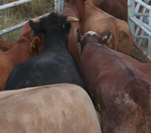 Speak up on biosecurity revamp