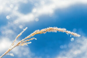 Growers join frost fight