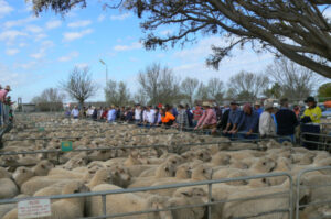 Lamb prices on the move