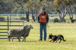Dog trials judged a success