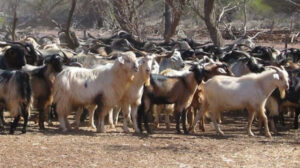 Join the GIRDAC Committee – Advocate for Goat Industry Research and Development