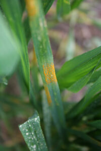Disease alert over wet conditions