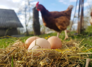 Bird flu threat widens