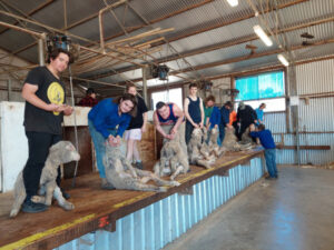 Students eager for inside look at shearing