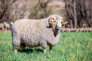 Genetics maximise productivity and welfare