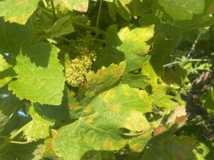 On watch for downy mildew