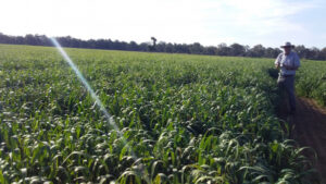 On a winner with fertilisers