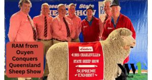 Ouyen Sheep award winner