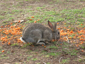 Discount on rabbit baits