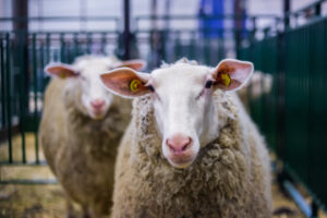 Swan Hill Show results