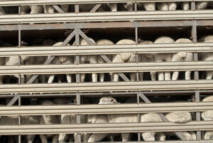 Survey delivers key insights into sheep producer selling behaviour