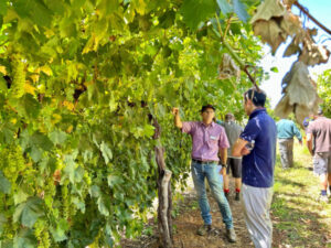 Bold new grape variety unveiled