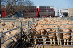 Livestock prices cool off fast