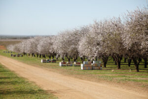 Plans to be outlined to counter almond pollination pest