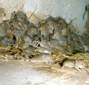 Guard against mice this sowing season