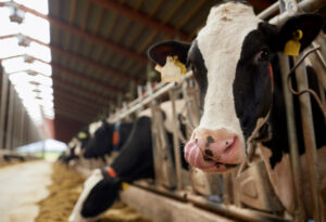 China still lapping up Australian dairy imports