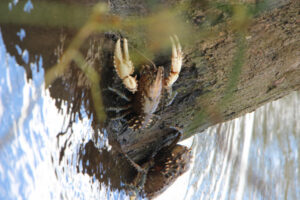 Crays homeward bound