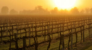 Unprecedented times in the wine industry