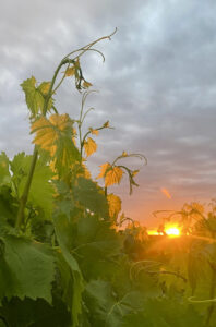 Having a grape time down on the farm