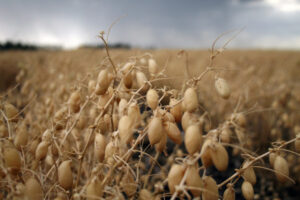 Fast-track breeding gives chickpea genetic gains