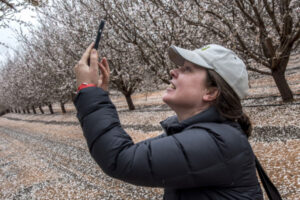Blooming great almonds for focus for festival