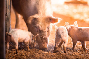 Fines back pig feed bans in quest for safety