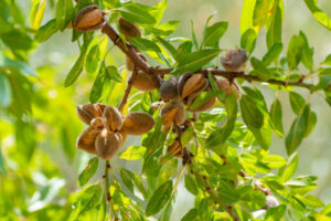 Almond season shows an end-of-season all time sales record for the industry