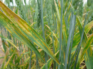 Industry guru Dr Grant Hollaway explains rust protection