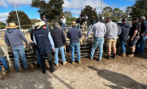 Strong sheep sales at Ouyen