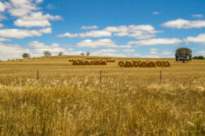 Wean calves early to reduce feed requirements