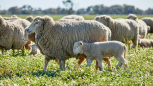 Three ways eID helps producers harness the power of data