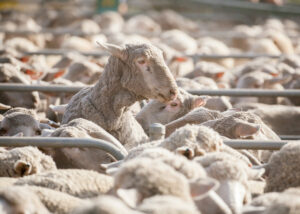 Sheep market remains strong
