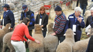 Genetics maximise results for sheep breeders