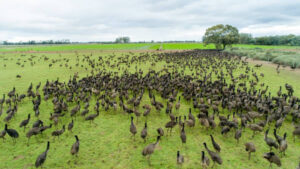Abattoir a boost for emu farm