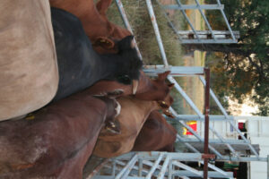 Livestock safety warning