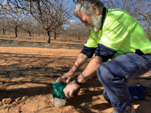 Almond growers crack down on beetle