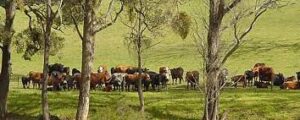 Keep an eye in the sky on pasture management