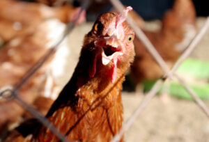 Poultry disease caution