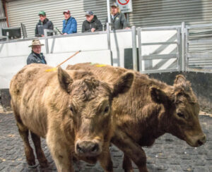Cattle prices subdued at Swan Hill