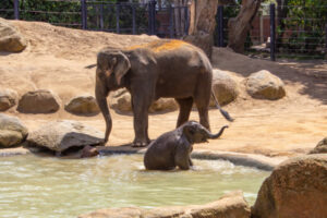 Zoo fears over foot and mouth disease