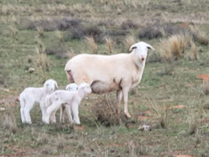 Call for producer help Anthrax ICT kit project for sheep